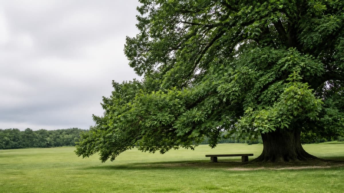 Park tree-shadow photography